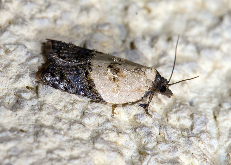 Tortricidae Acleris Variegana